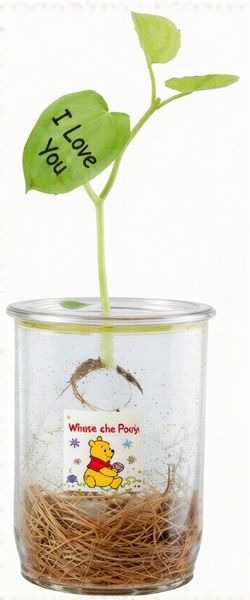 gravirozott buvos tojasok