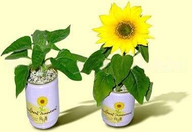 ceges egyedi konzerv viragok