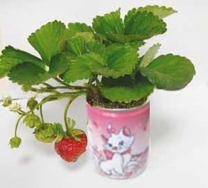 logozott egyedi konzerv novenyek