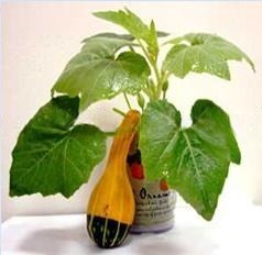 logozott konzerv gyumolcsok