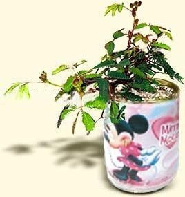 logozott konzerv viragok