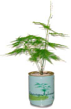 flori conserva baboo