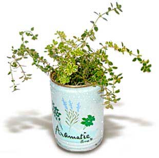 flori conserva cimbru