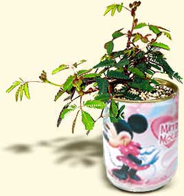 flori conserva mimoza