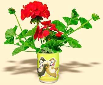 flori conserva muscata