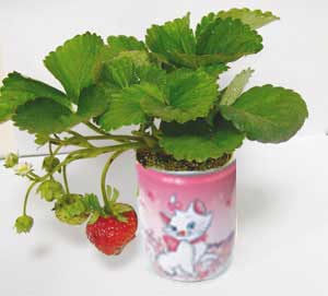 plante conserva capsuna