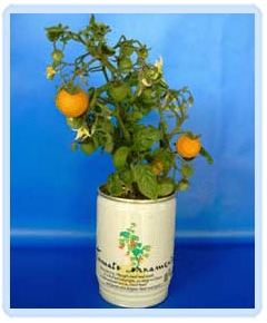 plante logo imprimat